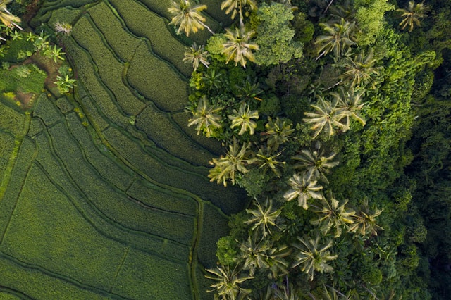 vue riziere bali drone vue riziere bali drone
